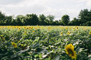 McKee Besher's Wildlife Management Area Sunflower Field 2013 photo