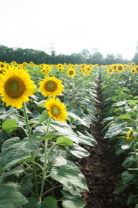 McKee Besher's Wildlife Management Area Sunflower Field 2013 photo