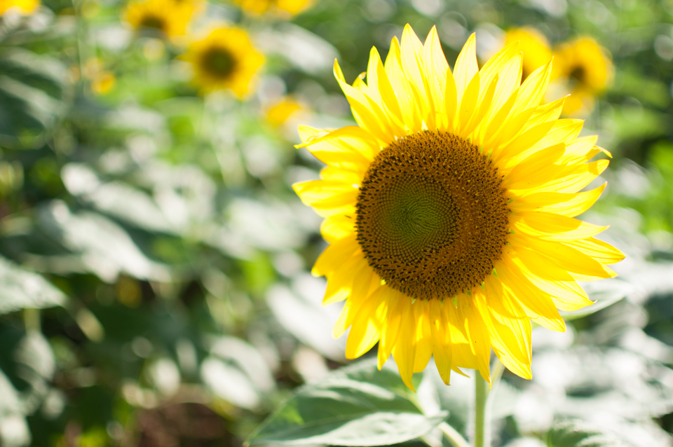 We’re Moving! + McKee Besher’s Sunflower Field
