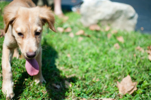 Golden Lab Mix Puppy photo