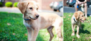 Golden Lab Mix Puppy photo