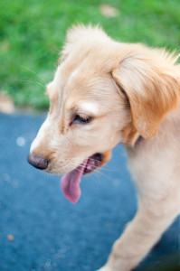 Golden Lab Mix Puppy photo