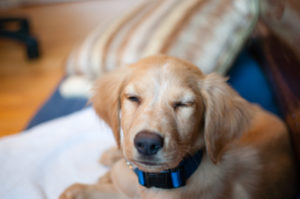 Golden Lab Mix Puppy photo