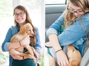 Golden Lab Mix Puppy photo