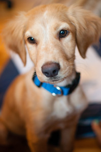 Golden Lab Mix Puppy photo