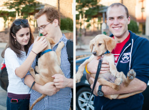 Golden Lab Mix Puppy photo