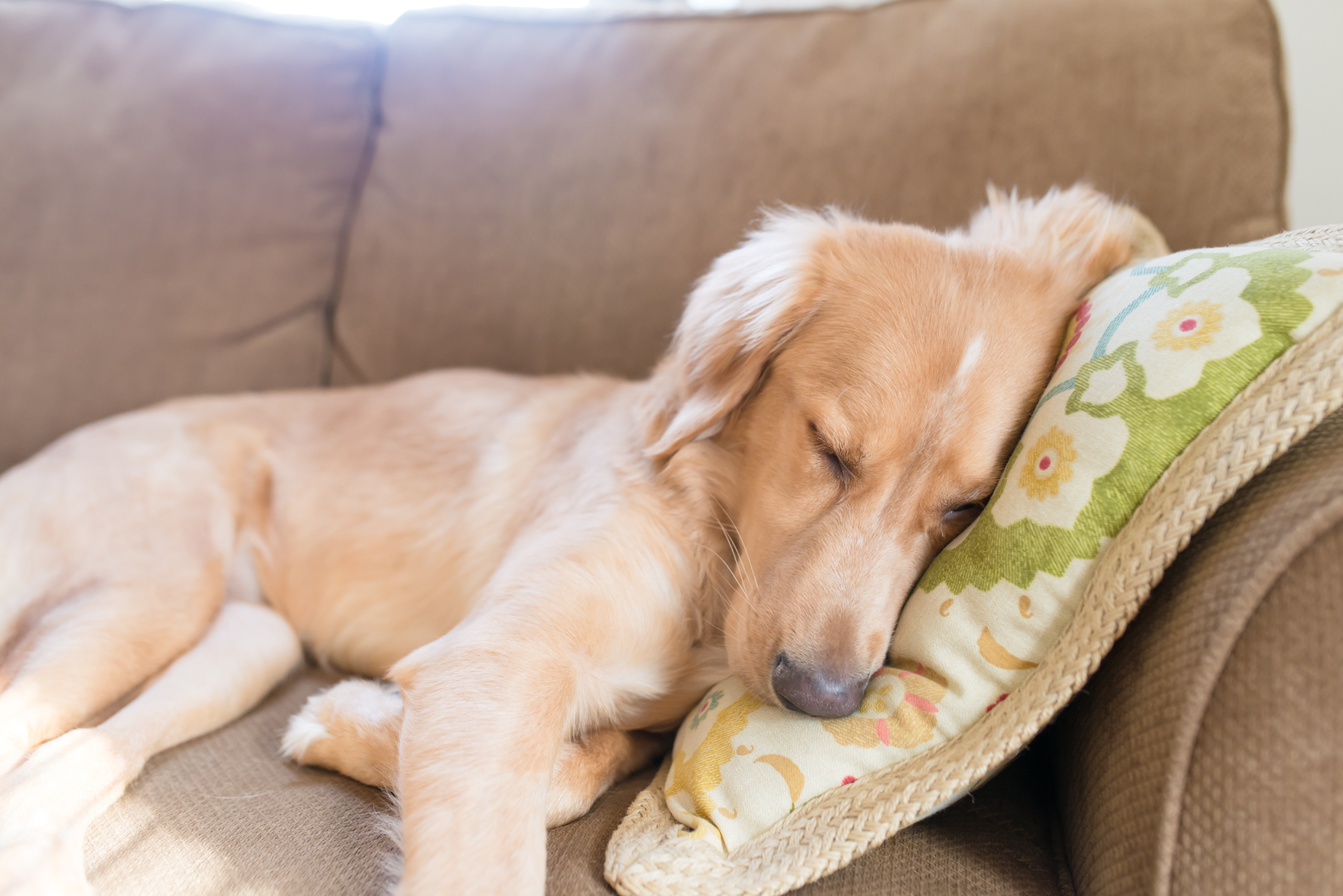 Golden Lab mix photo