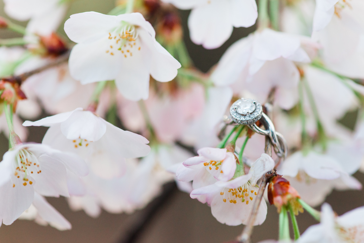 AJ + Yolinda - Washington DC Cherry Blossom Festival Engagement Session photo