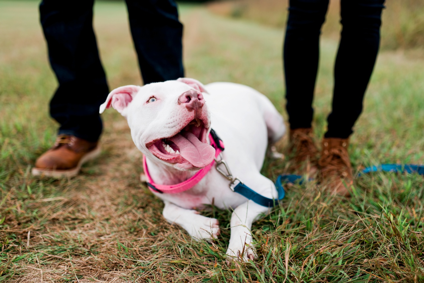 White Pit Bull Mix - Valley Forge National Park Anniversary Session - Philadelpha Pennsylvania Portrait Photographer - Alison Dunn Photography photo