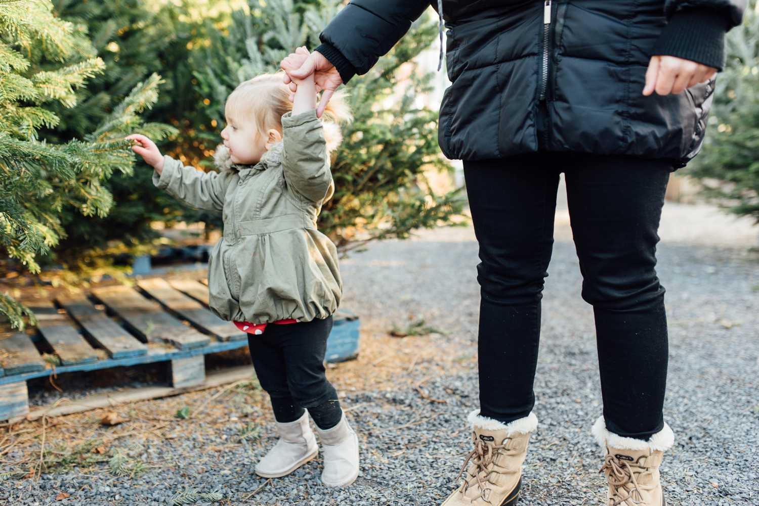 Gulish Family - Greensgrow Farm Christmas Tree - Philadelphia Family Lifestyle Photographer - Alison Dunn Photography photo