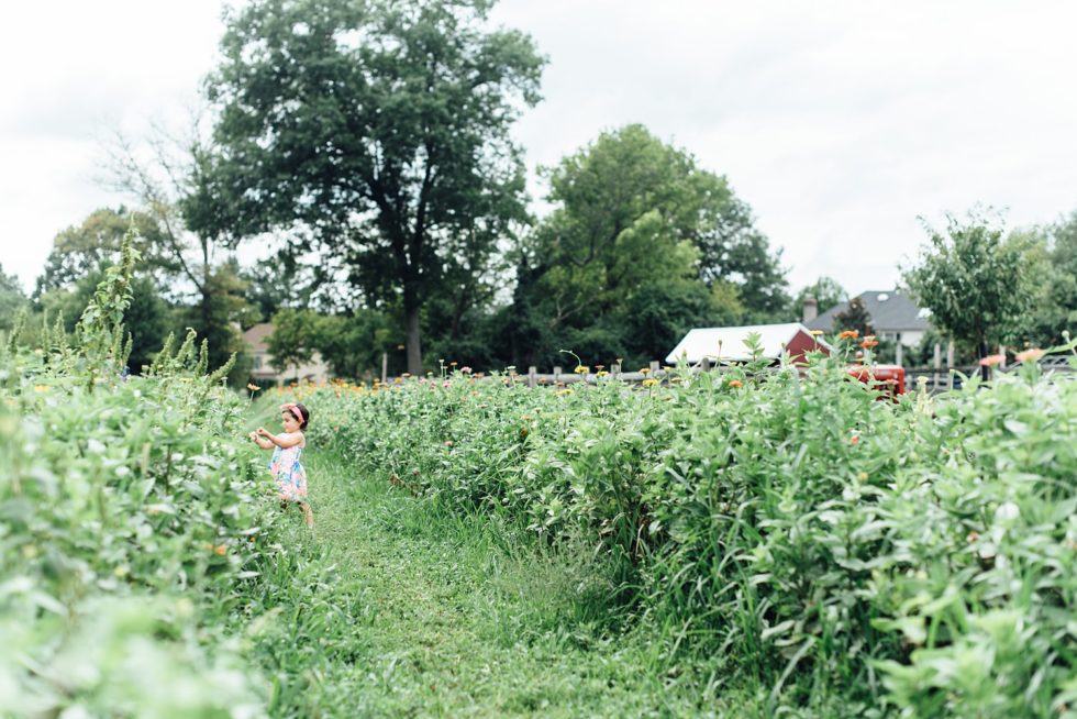 Maple Acres Farm MiniSessions Alison Dunn Photography